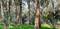 Al Ain oaza